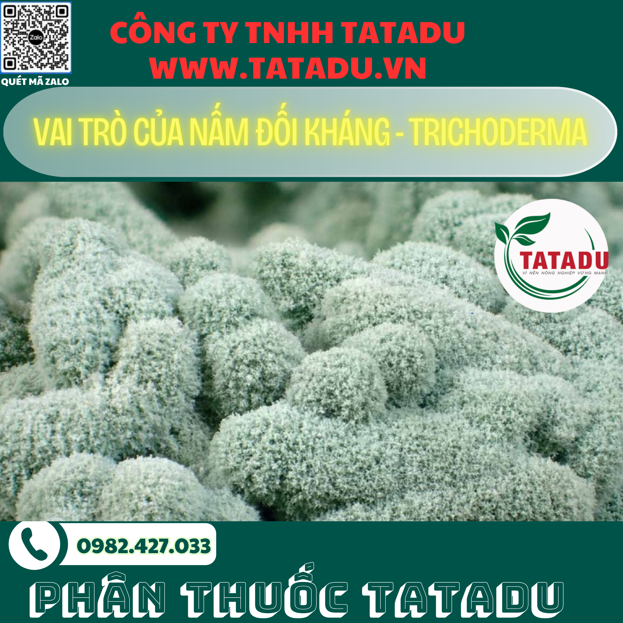 VAI TRO CUA NAM DOI KHANG TRICHODERMA
