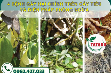 4 BỆNH GÂY HẠI CHÍNH TRÊN CÂY TIÊU VÀ BIỆN PHÁP PHÒNG NGỪA – CÔNG TY TNHH TATADU