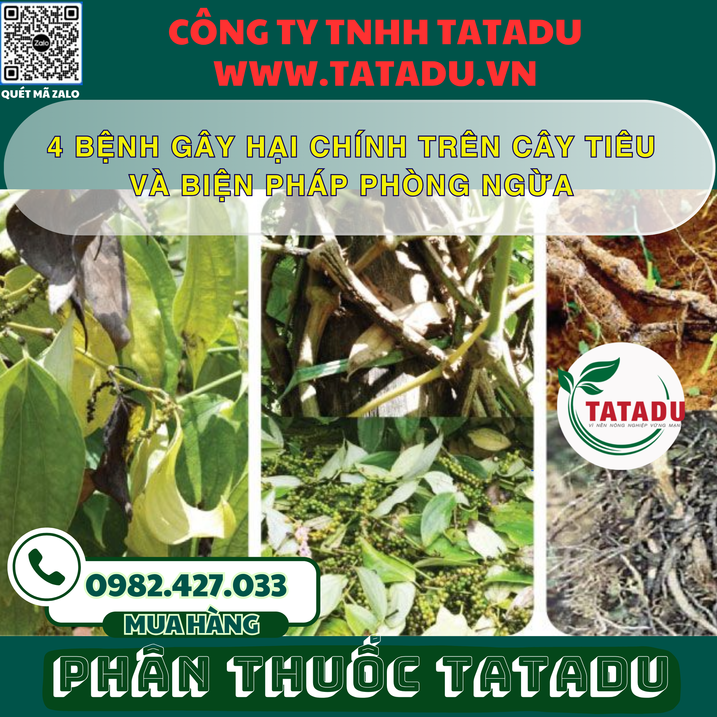 4 BENH GAY HAI CHINH TREN CAY TIEU VA BIEN PHAP PHONG NGUA