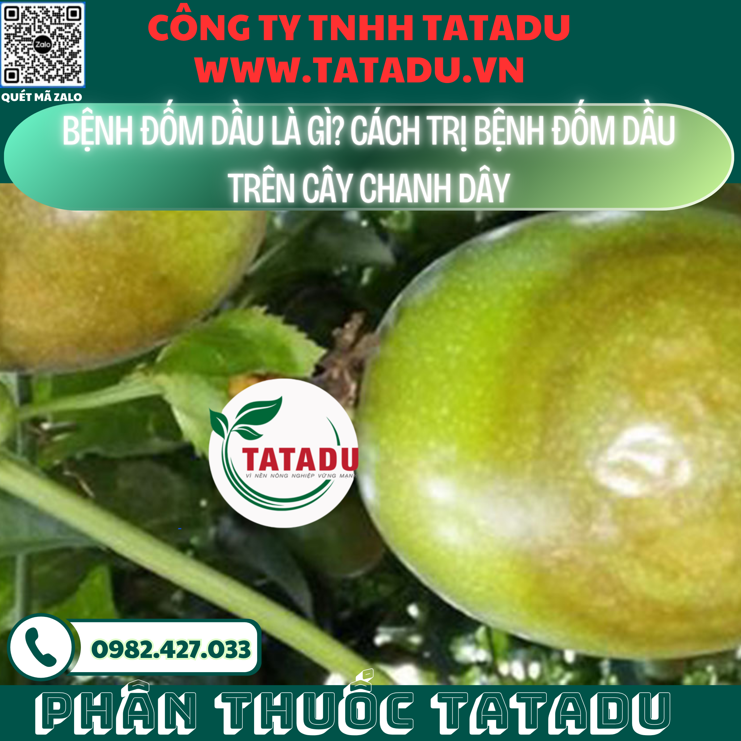 BENH DOM DAU LA GI CACH TRI BENH DOM DAU TREN CAY CHANH DAY