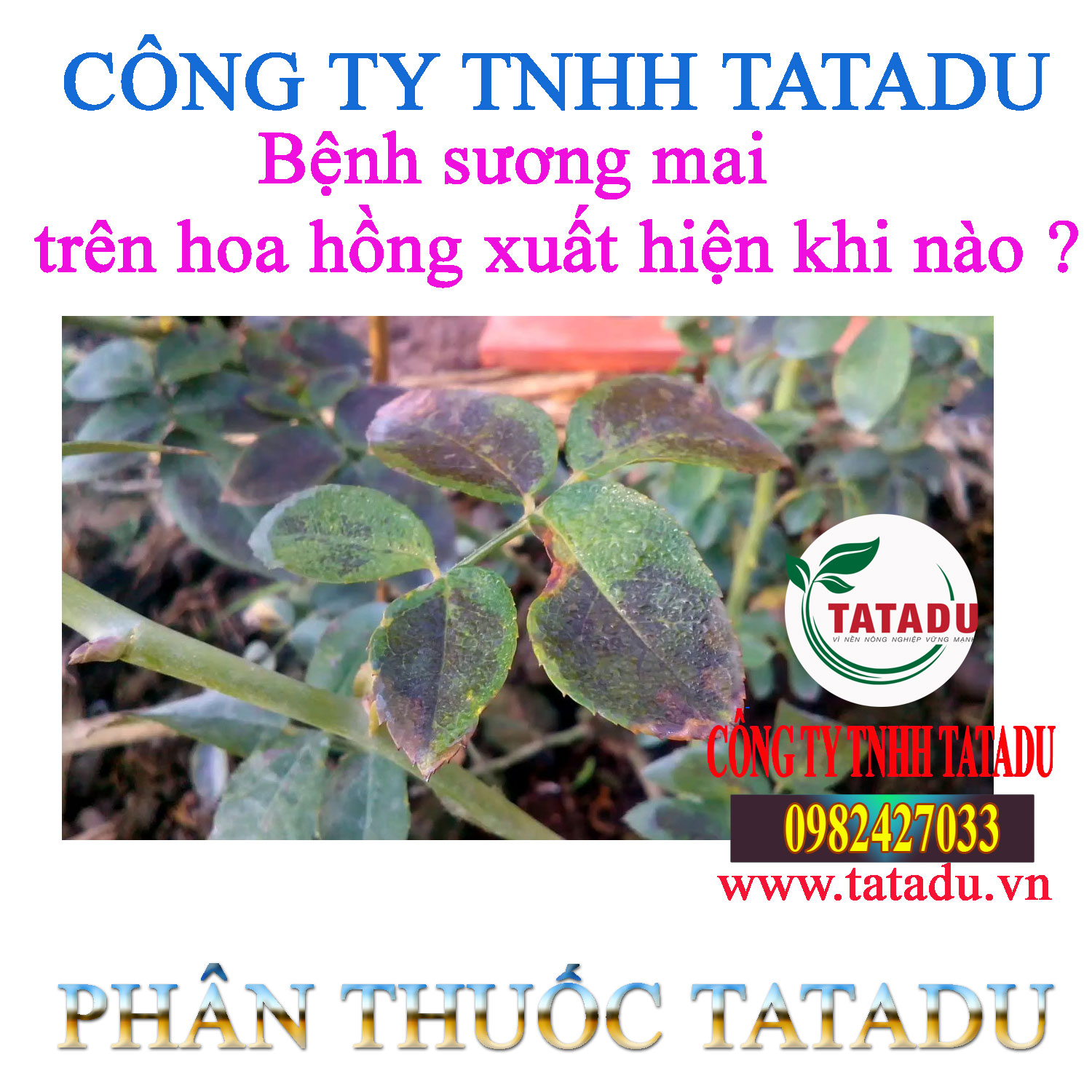 Benh suong mai tren hoa hong xuat hien khi nao Benh suong mai tren hoa hong xuat hien khi nao