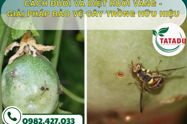 CÁCH ĐUỔI VÀ DIỆT RUỒI VÀNG – GIẢI PHÁP BẢO VỆ CÂY TRỒNG HỮU HIỆU – CÔNG TY TNHH TATADU