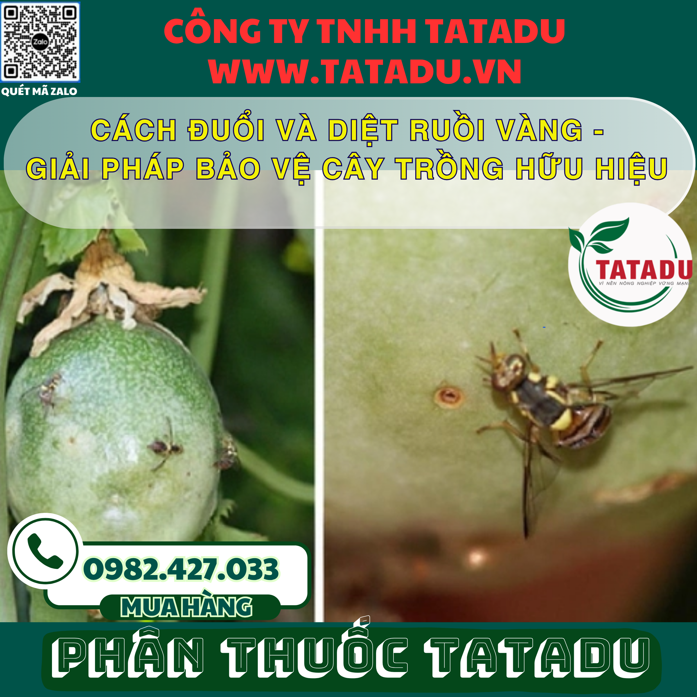 CACH DUOI VA DIET RUOI VANG GIAI PHAP BAO VE CAY TRONG HUU HIEU CACH DUOI VA DIET RUOI VANG GIAI PHAP BAO VE CAY TRONG HUU HIEU