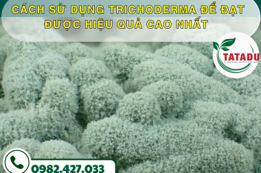 CÁCH SỬ DỤNG TRICHODERMA ĐỂ ĐẠT ĐƯỢC HIỆU QUẢ CAO NHẤT – CÔNG TY TNHH TATADU