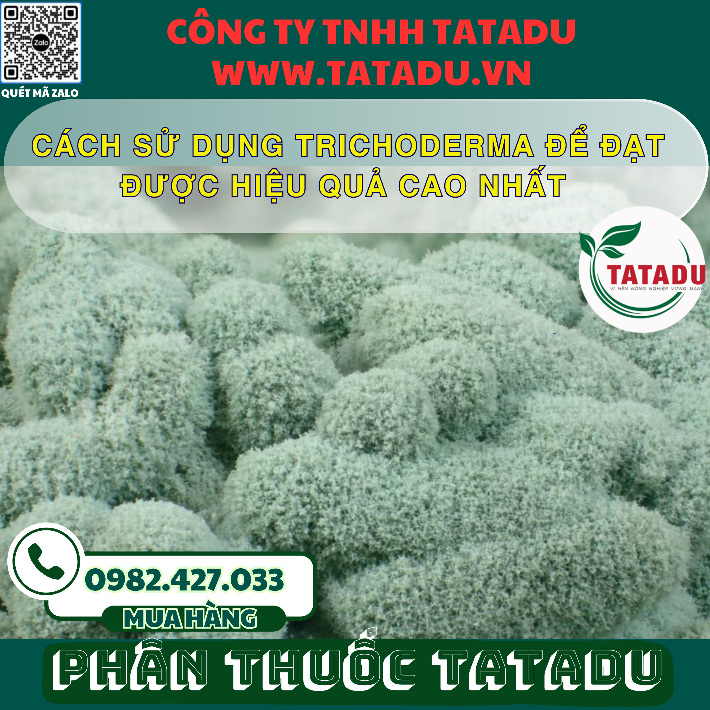 CACH SU DUNG TRICHODERMA DE DAT DUOC HIEU QUA CAO NHAT CACH SU DUNG TRICHODERMA DE DAT DUOC HIEU QUA CAO NHAT