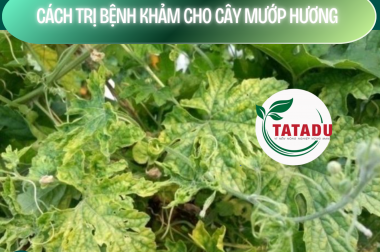 CÁCH TRỊ BỆNH KHẢM CHO CÂY MƯỚP HƯƠNG – CÔNG TY TNHH TATADU