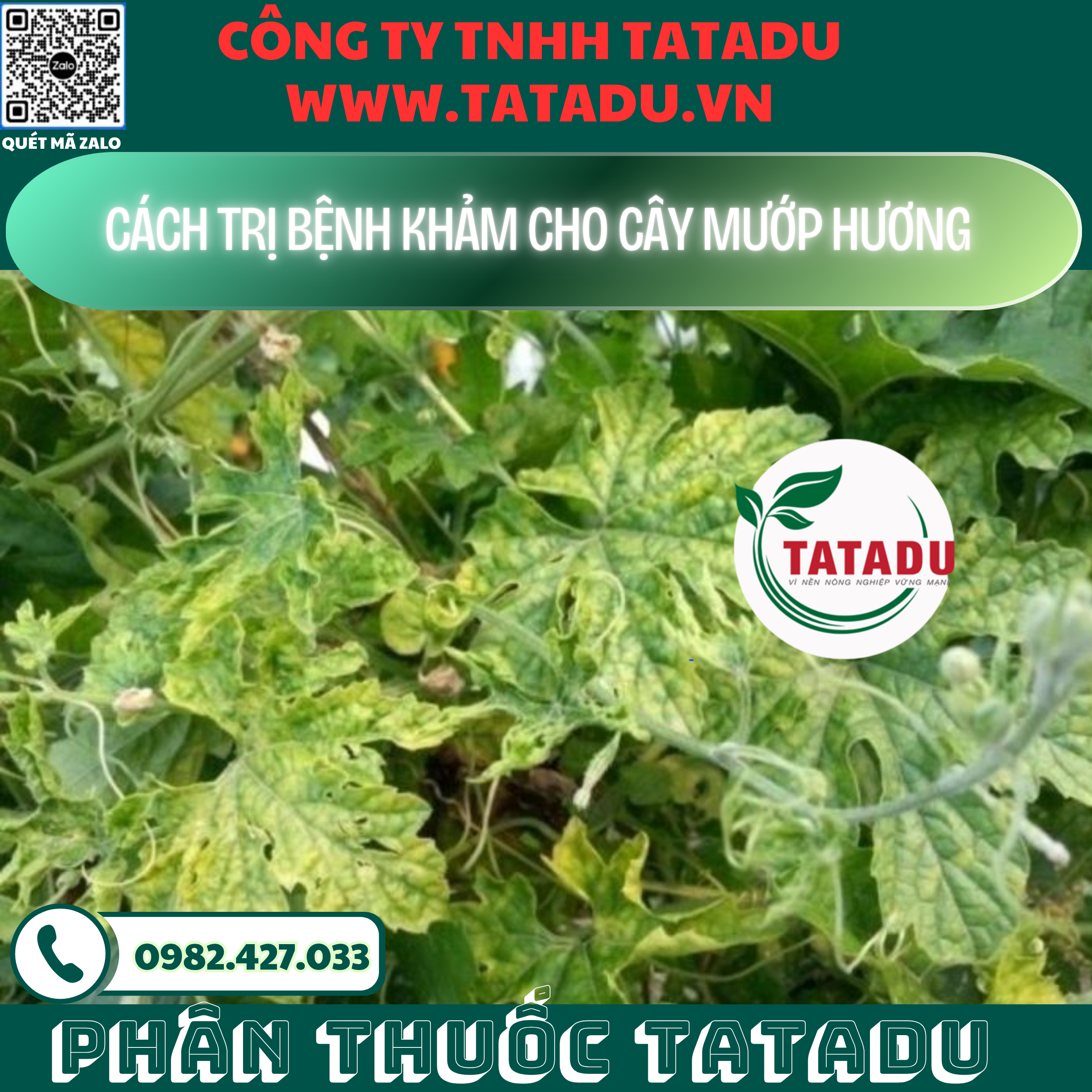 CACH TRI BENH KHAM CHO CAY MUOP HUONG