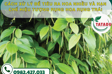 CÁCH XỬ LÝ ĐỂ TIÊU RA HOA NHIỀU VÀ HẠN CHẾ HIỆU TƯỢNG RỤNG HOA RỤNG TRÁI – CÔNG TY TNHH TATADU