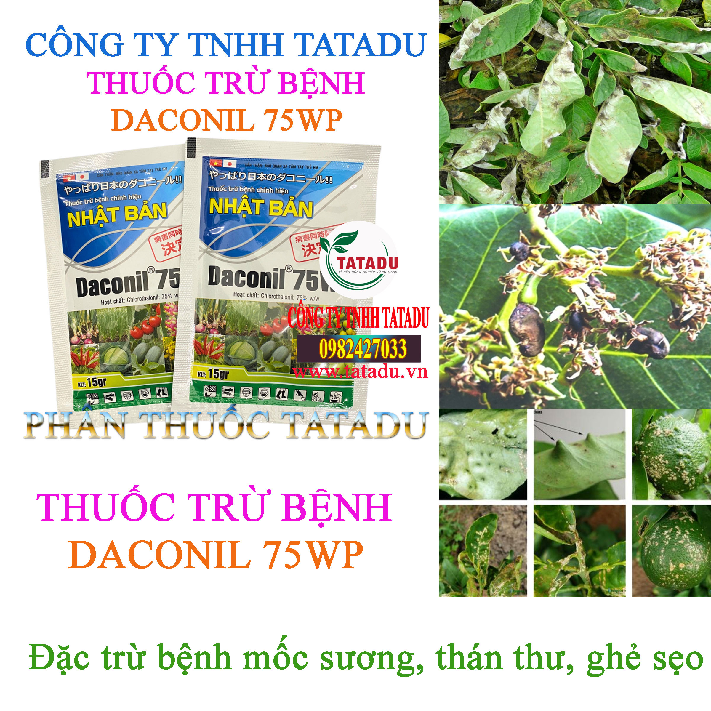 DACONIL 75WP tru benh moc suong DACONIL 75WP tru benh moc suong