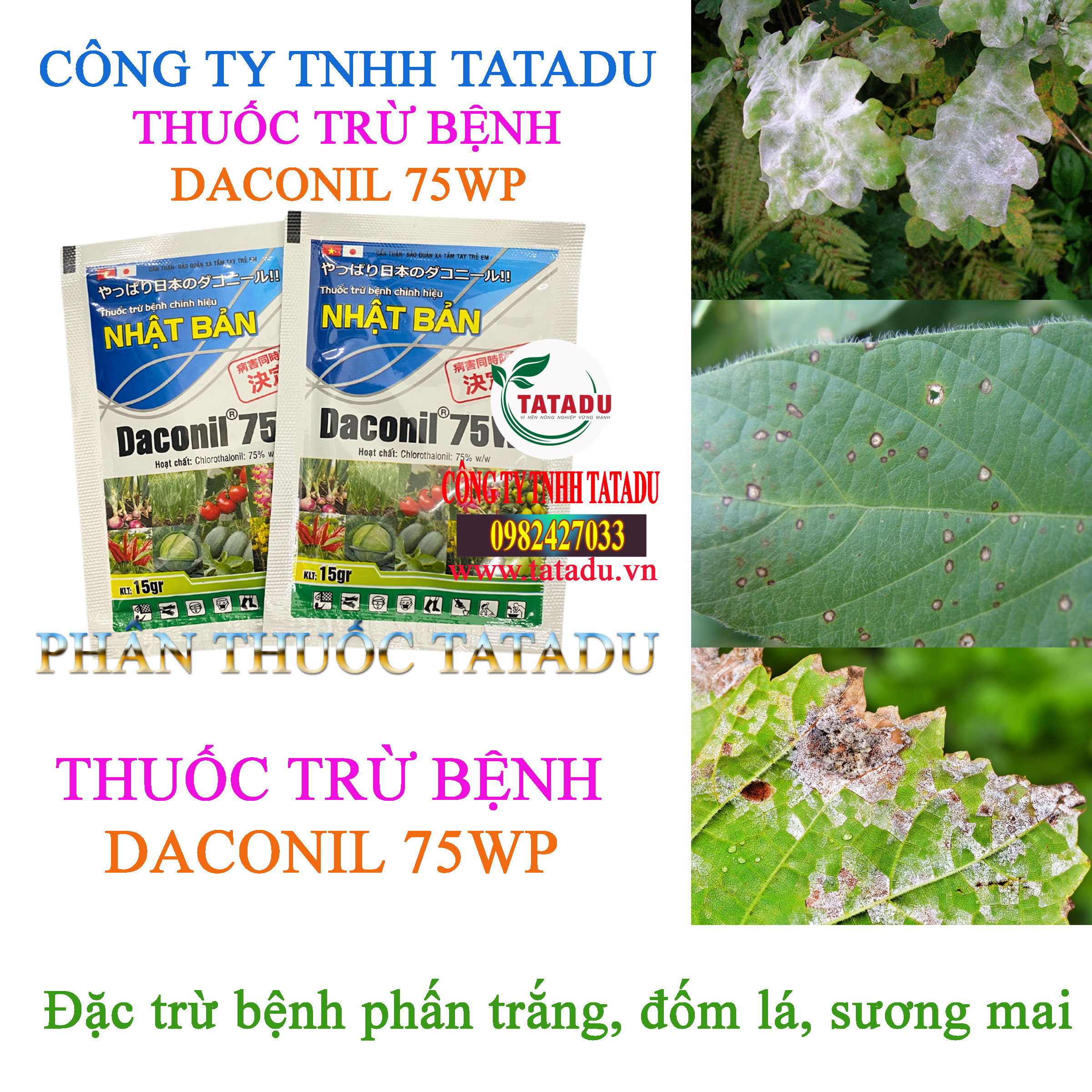 DACONIL 75WP tru benh phan trang DACONIL 75WP tru benh phan trang