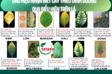 DẤU HIỆU NHẬN BIẾT CÂY THIẾU DINH DƯỠNG QUA BIỂU HIỆN TRÊN LÁ – CÔNG TY TNHH TATADU