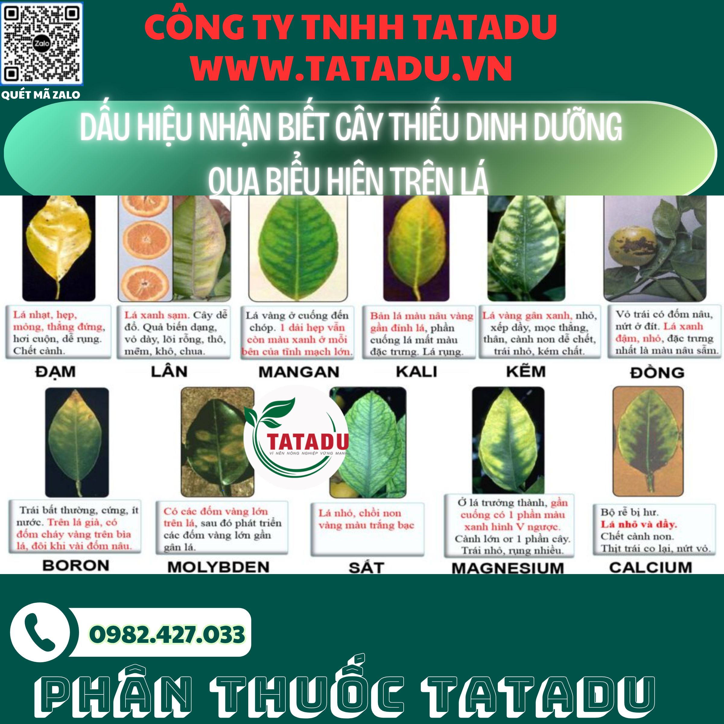 DAU HIEU NHAN BIET CAY THIEU DINH DUONG QUA BIEU HIEN TREN LA
