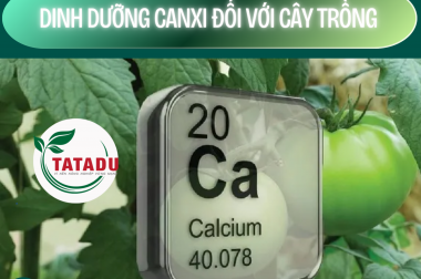 DINH DƯỠNG CANXI ĐỐI VỚI CÂY TRỒNG – CÔNG TY TNHH TATADU