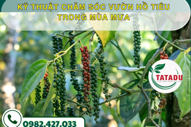 KỸ THUẬT CHĂM SÓC VƯỜN HỒ TIÊU TRONG MÙA MƯA – CÔNG TY TNHH TATADU
