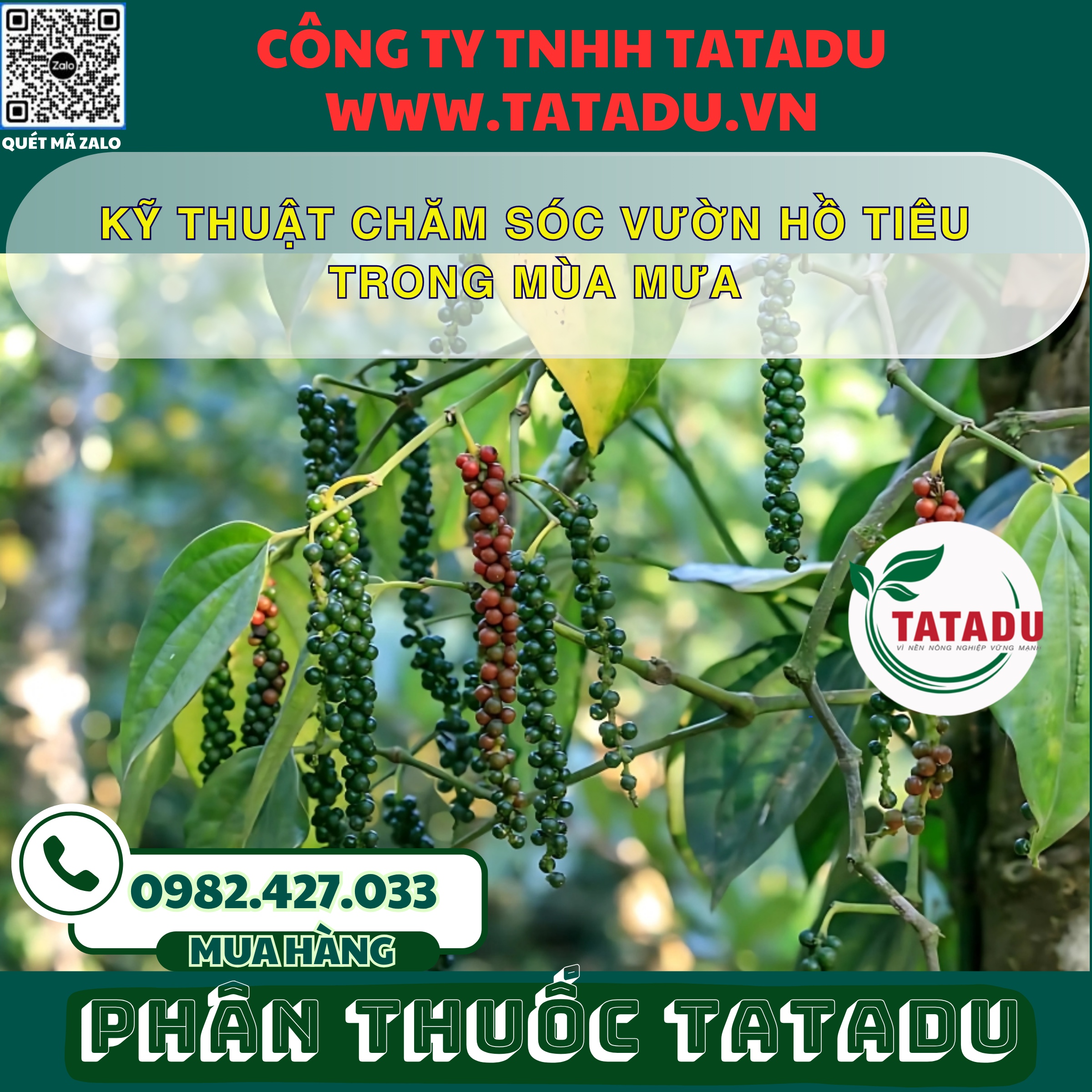 KY THUAT CHAM SOC VUON HO TIEU TRONG MUA MUA