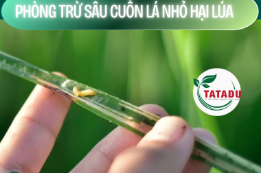 PHÒNG TRỪ SÂU CUỐN LÁ NHỎ HẠI LÚA – CÔNG TY TNHH TATADU