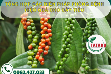 TỔNG HỢP CÁC BIỆN PHÁP PHÒNG BỆNH HIỆU QUẢ CHO CÂY TIÊU – CÔNG TY TNHH TATADU