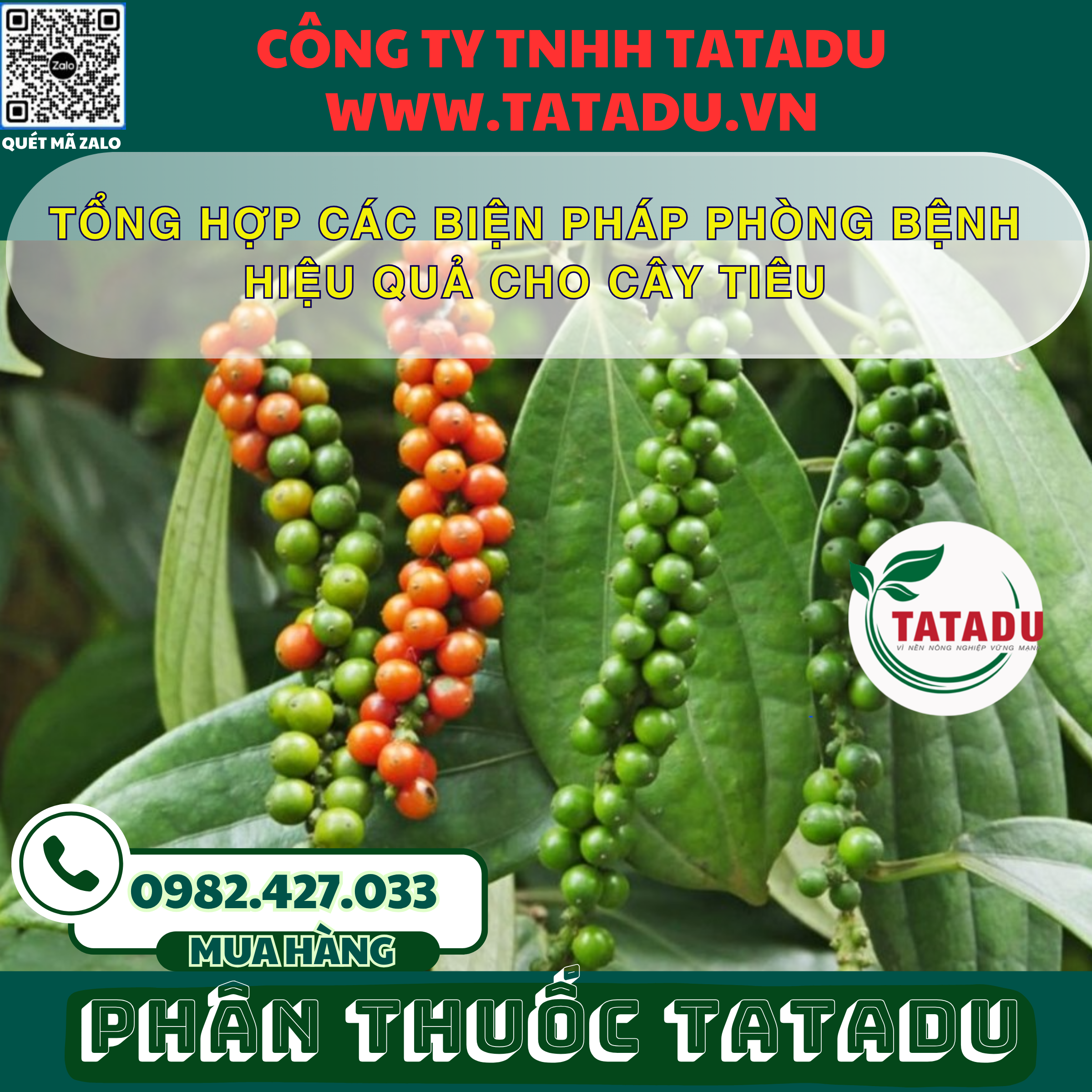 TONG HOP CAC BIEN PHAP PHONG BENH HIEU QUA CHO CAY TIEU