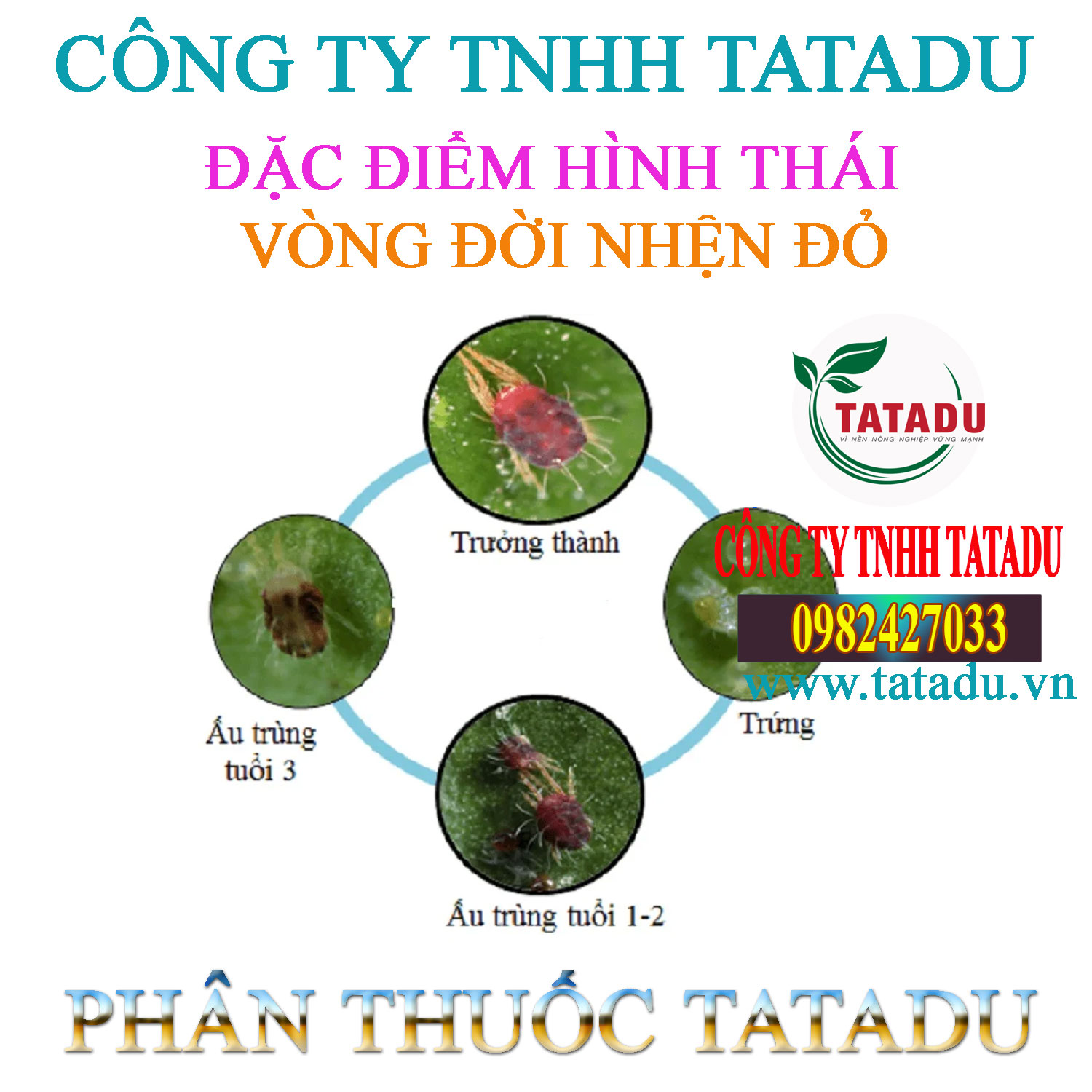 VONG DOI NHEN DO VONG DOI NHEN DO