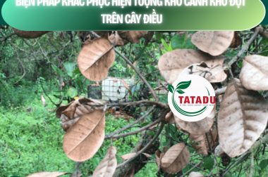 BIỆN PHÁP KHẮC PHỤC HIỆN TƯỢNG KHÔ CÀNH KHÔ ĐỌT TRÊN CÂY ĐIỀU – CÔNG TY TNHH TATADU