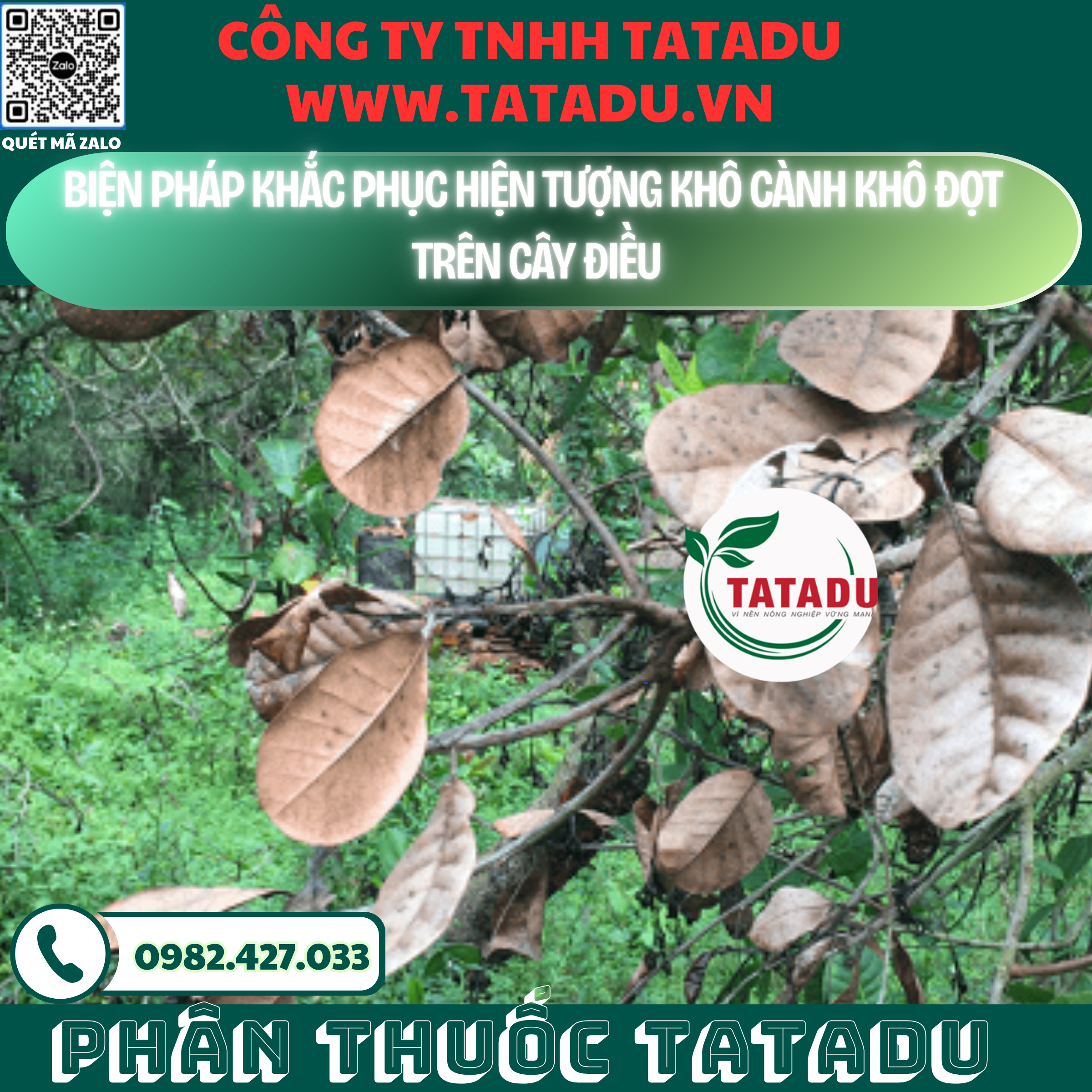 BIEN PHAP KHAC PHUC HIEN TUONG KHO CANH KHO DOT TREN CAY DIEU