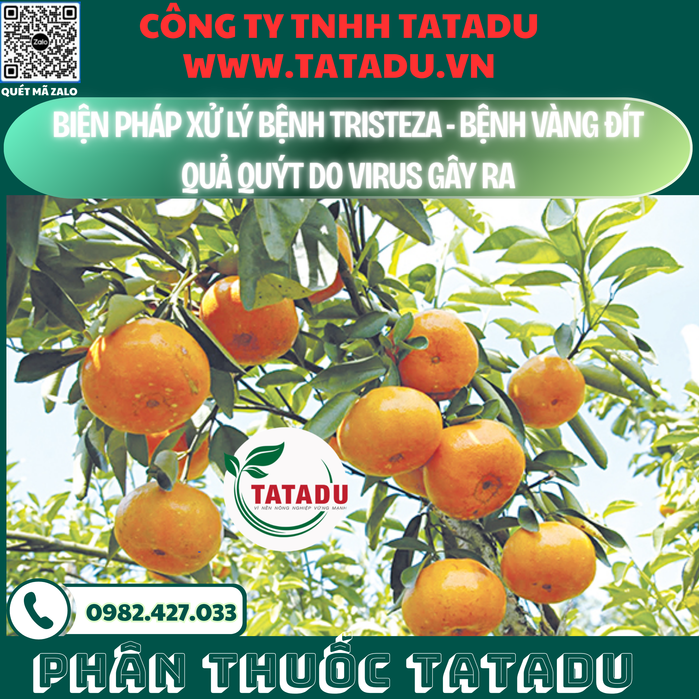 BIEN PHAP XU LY BENH TRISTEZA BENH VANG DIT QUA QUYT DO VIRUS GAY RA