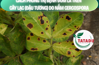 CÁCH PHÒNG TRỊ BỆNH ĐỐM LÁ TRÊN CÂY LẠC (ĐẬU TƯƠNG) DO NẤM CERCOSPORA – CÔNG TY TNHH TATADU