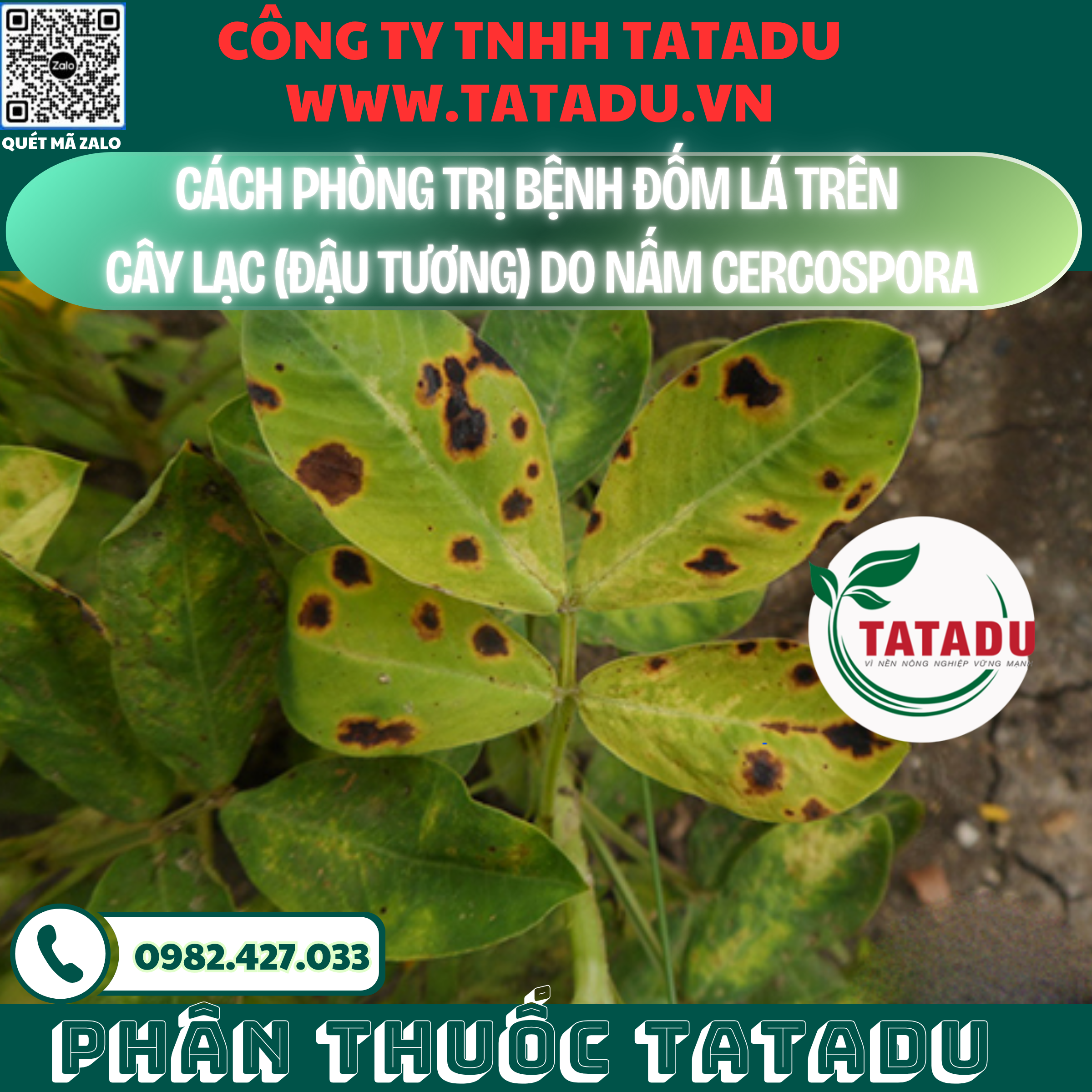 CACH PHONG TRI BENH DOM LA TREN CAY LAC DAU TUONG DO NAM CERCOSPORA