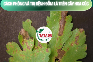 CÁCH PHÒNG VÀ TRỊ BỆNH ĐỐM LÁ TRÊN CÂY HOA CÚC – CÔNG TY TNHH TATADU