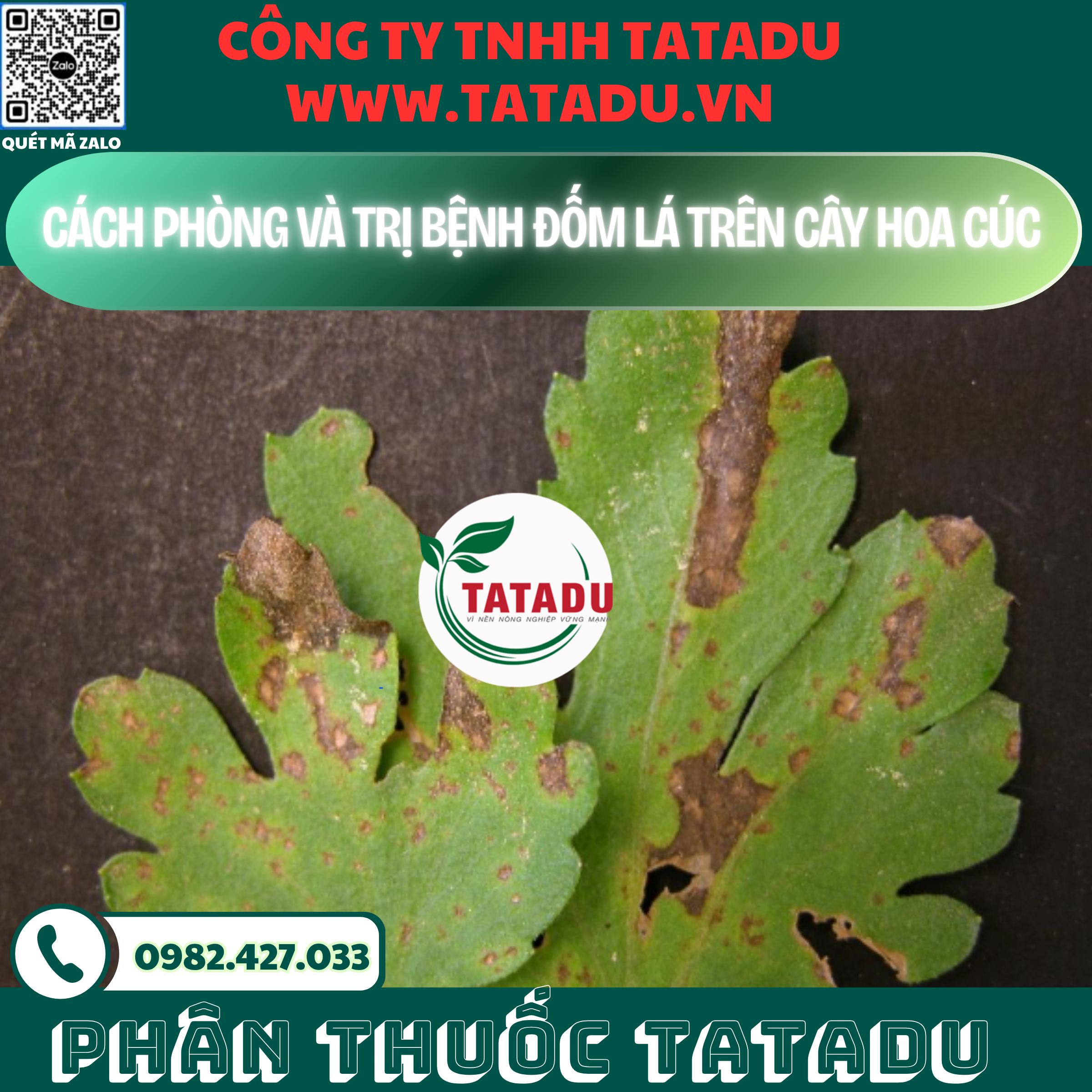 CACH PHONG VA TRI BENH DOM LA TREN CAY HOA CUC CACH PHONG VA TRI BENH DOM LA TREN CAY HOA CUC