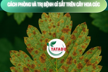 CÁCH PHÒNG VÀ TRỊ BỆNH GỈ SẮT TRÊN CÂY HOA CÚC – CÔNG TY TNHH TATADU