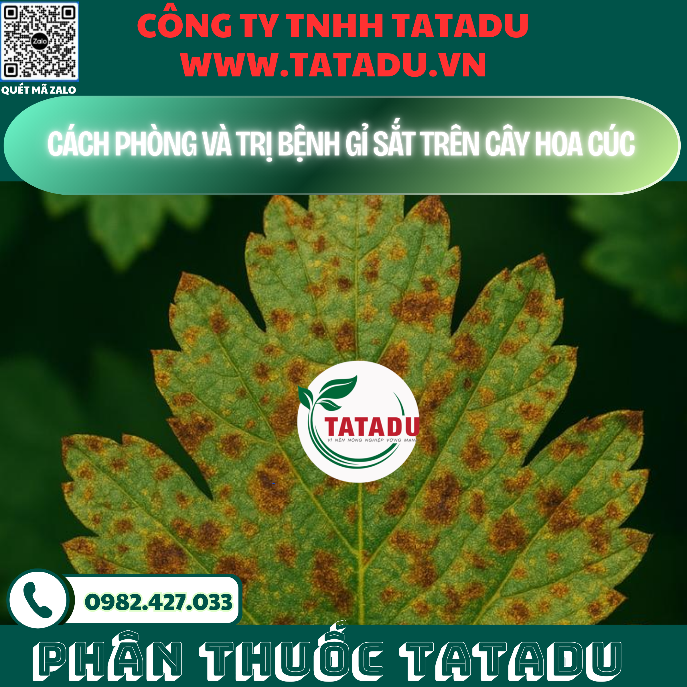 CACH PHONG VA TRI BENH GI SAT TREN CAY HOA CUC