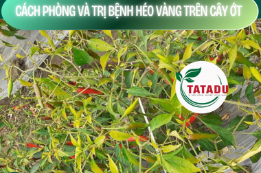 CÁCH PHÒNG VÀ TRỊ BỆNH HÉO VÀNG TRÊN CÂY ỚT – CÔNG TY TNHH TATADU