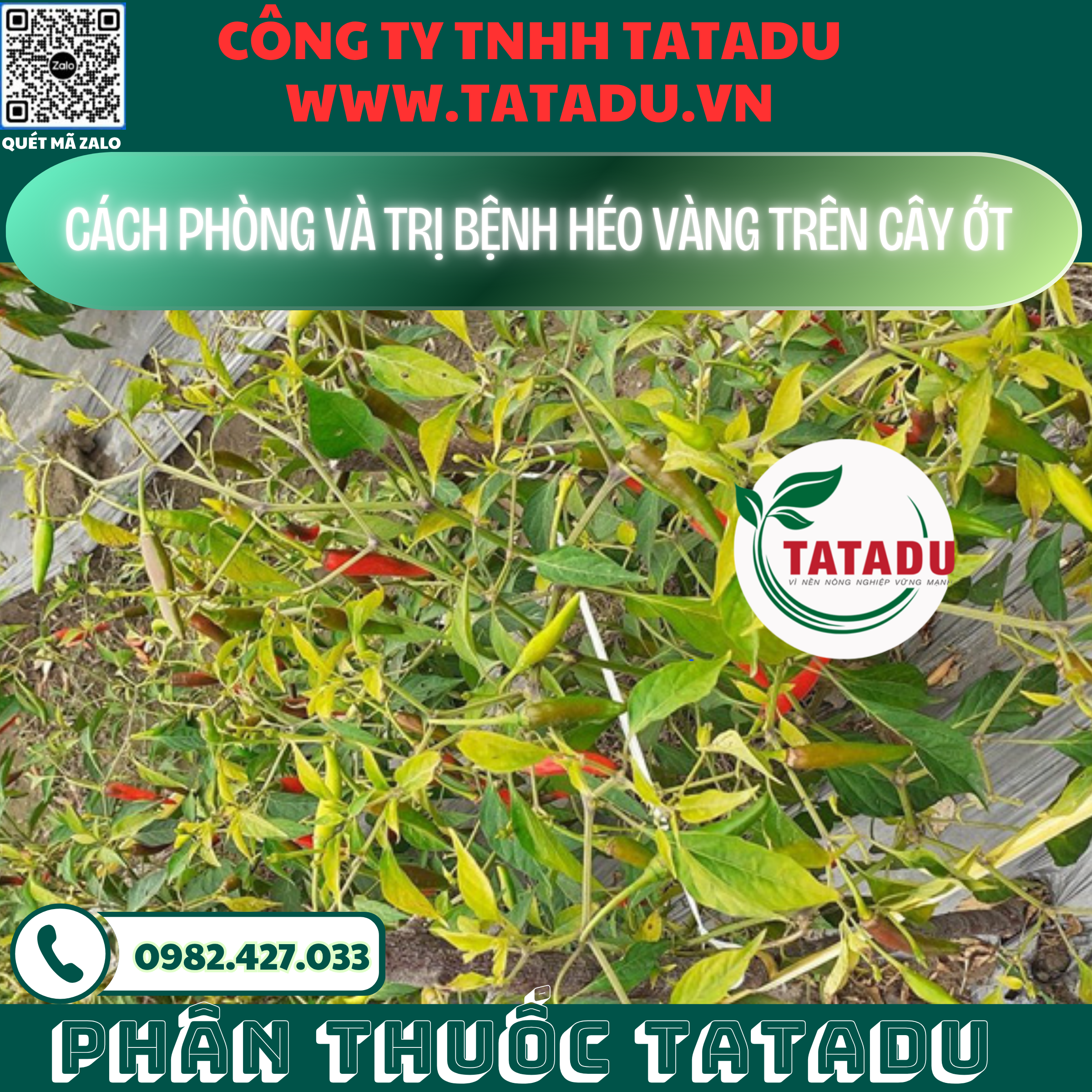 CACH PHONG VA TRI BENH HEO VANG TREN CAY OT CACH PHONG VA TRI BENH HEO VANG TREN CAY OT