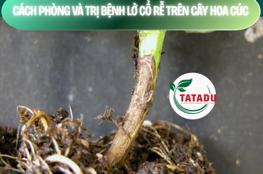 CÁCH PHÒNG VÀ TRỊ BỆNH LỞ CỔ RỄ TRÊN CÂY HOA CÚC – CÔNG TY TNHH TATADU