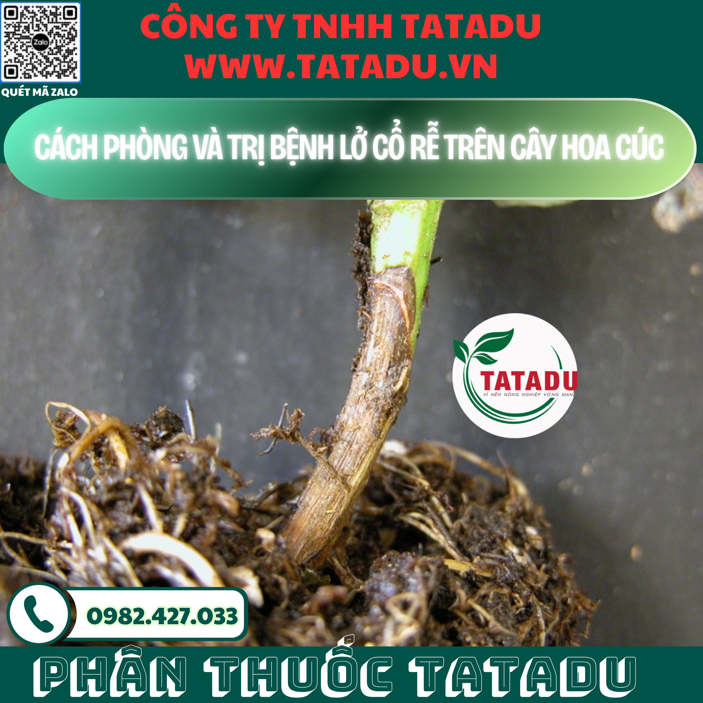 CACH PHONG VA TRI BENH LO CO RE TREN CAY HOA CUC