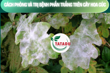 CÁCH PHÒNG VÀ TRỊ BỆNH PHẤN TRẮNG TRÊN CÂY HOA CÚC – CÔNG TY TNHH TATADU