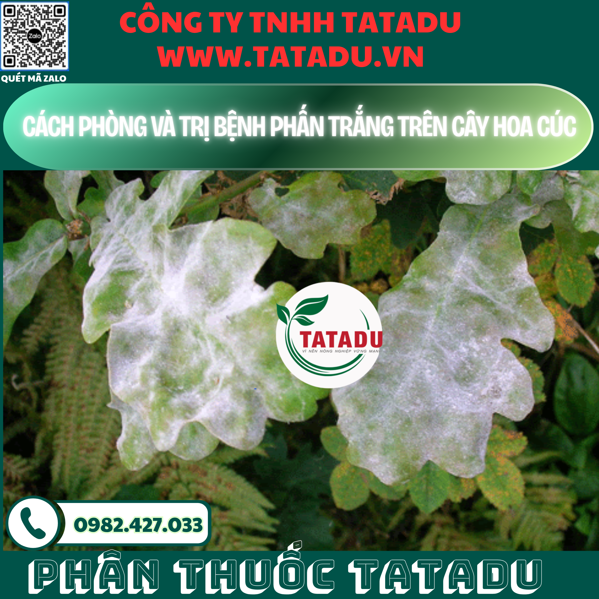 CACH PHONG VA TRI BENH PHAN TRANG TREN CAY HOA CUC