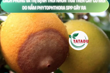 CÁCH PHÒNG VÀ TRỊ BỆNH THỐI NHŨN TRÁI TRÊN CÂY CÓ MÚI DO NẤM PHYTOPHTHORA SPP GÂY RA – CÔNG TY TNHH TATADU