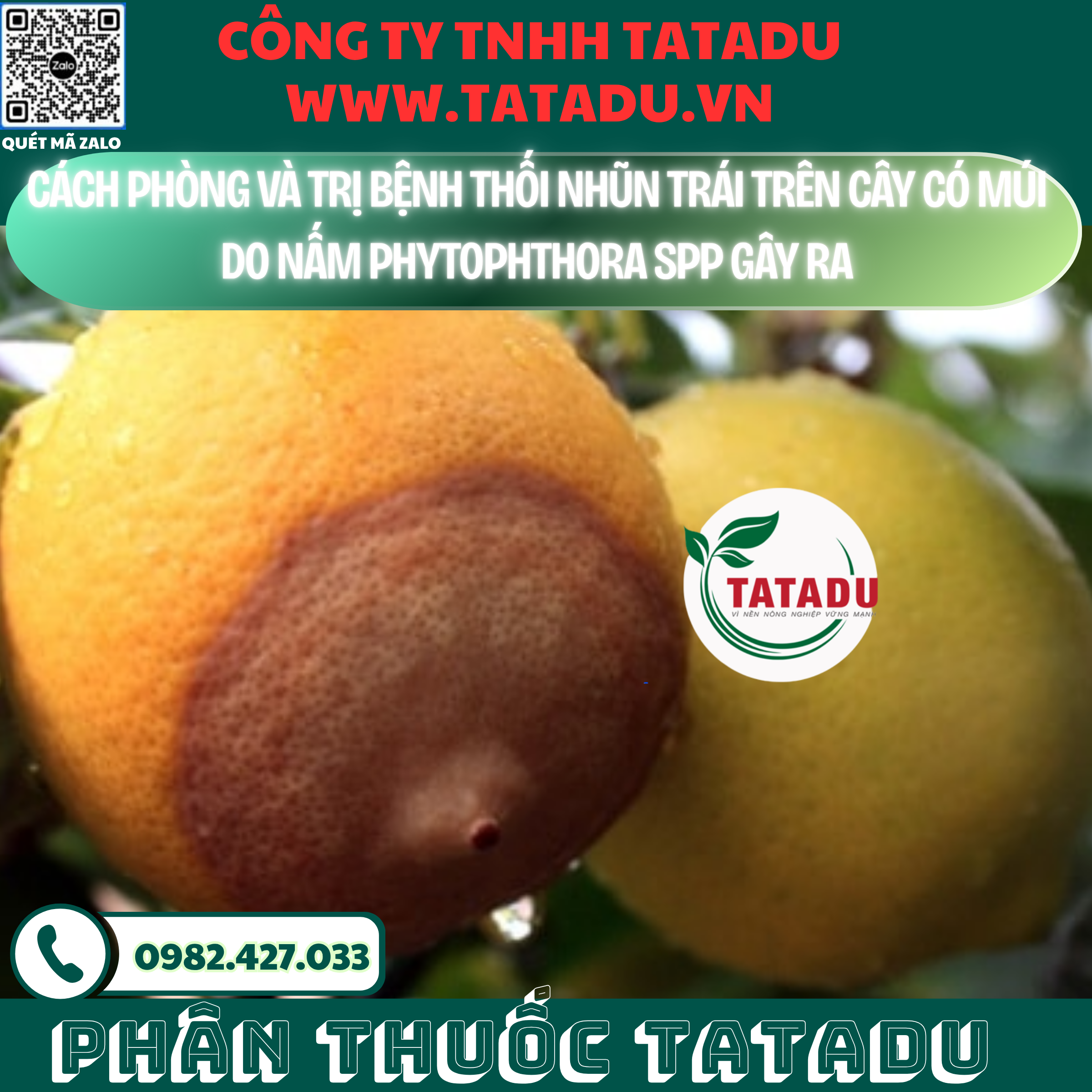 CACH PHONG VA TRI BENH THOI NHUN TRAI TREN CAY CO MUI DO NAM PHYTOPHTHORA SPP GAY RA