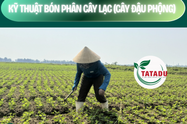 KỸ THUẬT BÓN PHÂN CÂY LẠC (CÂY ĐẬU PHỘNG) – CÔNG TY TNHH TATADU