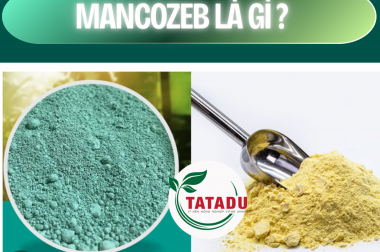 MANCOZEB LÀ GÌ? MANCOZEB – HOẠT CHẤT DIỆT NẤM THUỘC NHÓM DITHIOCARBAMATE – CÔNG TY TNHH TATADU