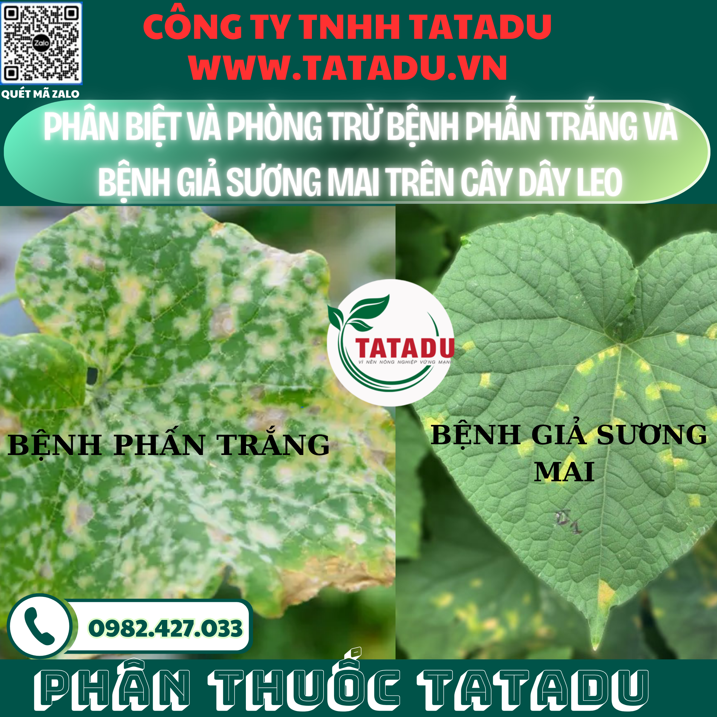 PHAN BIET VA PHONG TRU BENH PHAN TRANG VA BENH GIA SUONG MAI TREN CAY DAY LEO 1