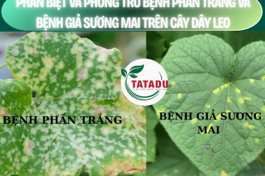 PHÂN BIỆT VÀ PHÒNG TRỪ BỆNH PHẤN TRẮNG VÀ BỆNH GIẢ SƯƠNG MAI TRÊN CÂY DÂY LEO – CÔNG TY TNHH TATADU