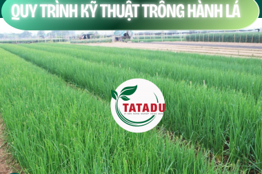 QUY TRÌNH KỸ THUẬT TRỒNG HÀNH LÁ – CÔNG TY TNHH TATADU