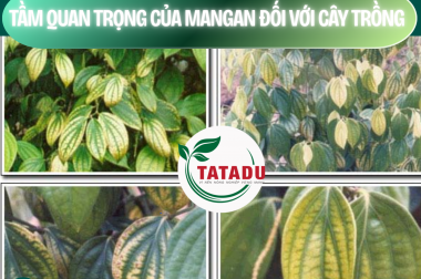 TẦM QUAN TRỌNG CỦA MANGAN ĐỐI VỚI CÂY TRỒNG – CÔNG TY TNHH TATADU