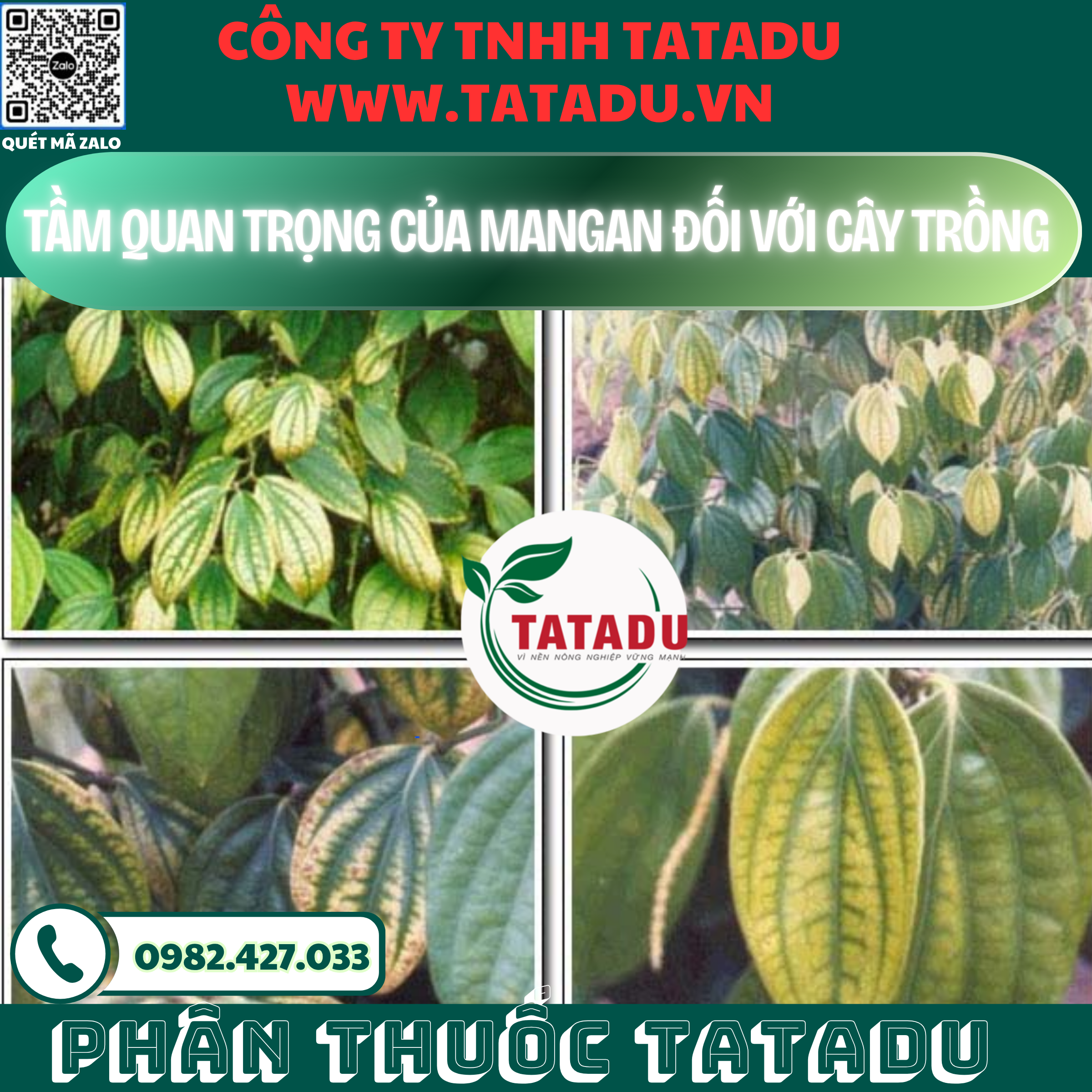 TAM QUAN TRONG CUA MANGAN DOI VOI CAY TRONG