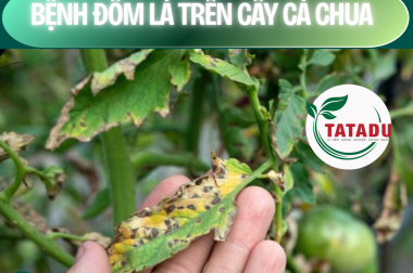 BỆNH ĐỐM LÁ TRÊN CÂY CÀ CHUA – SEPTORIA LEAF SPOT – CÔNG TY TNHH TATADU