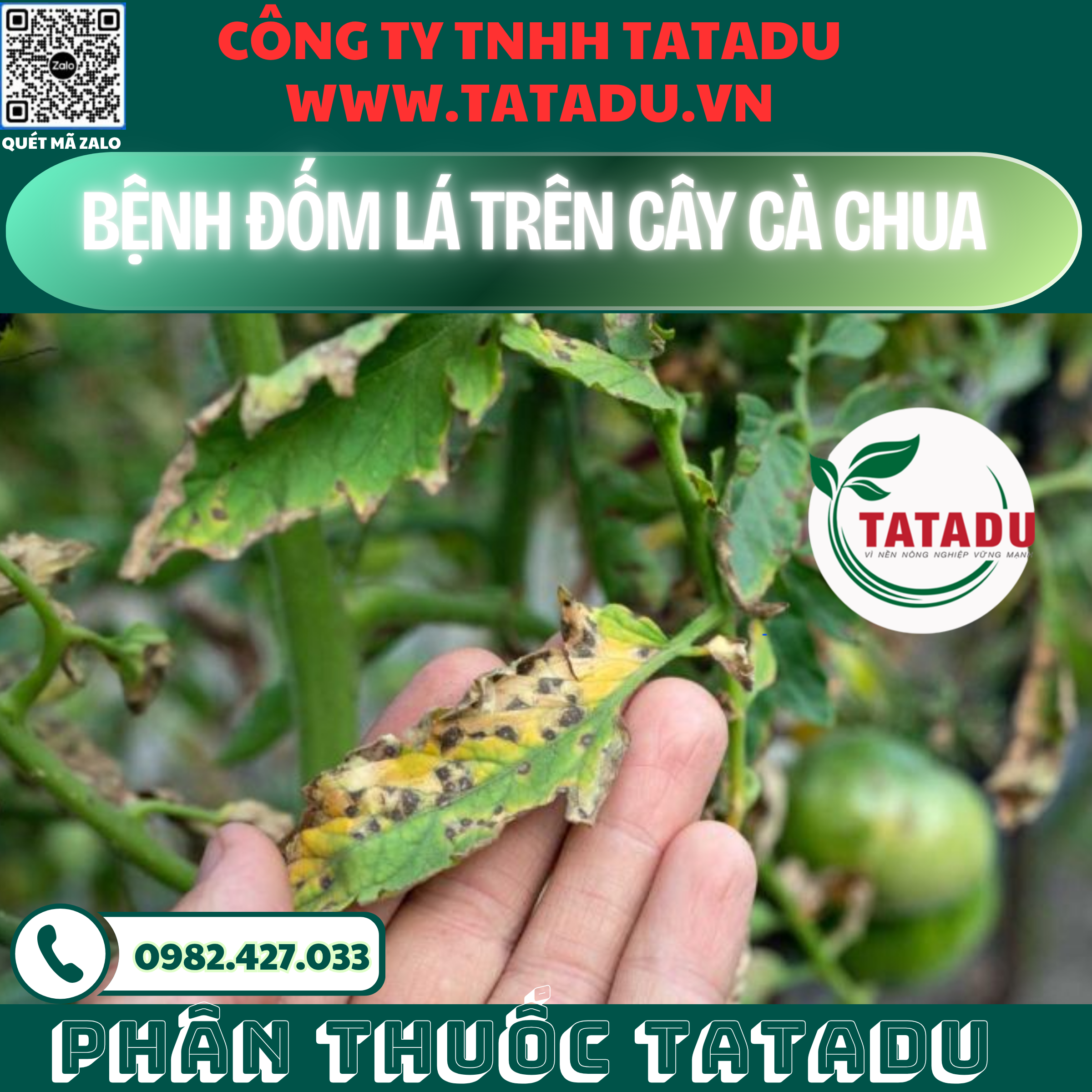 BENH DOM LA TREN CAY CA CHUA