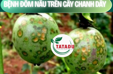 BỆNH ĐỐM NÂU TRÊN CÂY CHANH DÂY – CÔNG TY TNHH TATADU
